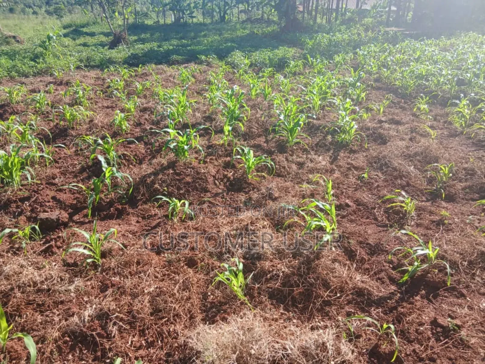 Plot of Land (50ft ×100ft) for sale - Price: USh 17,500,000 on Jiji.ug ...