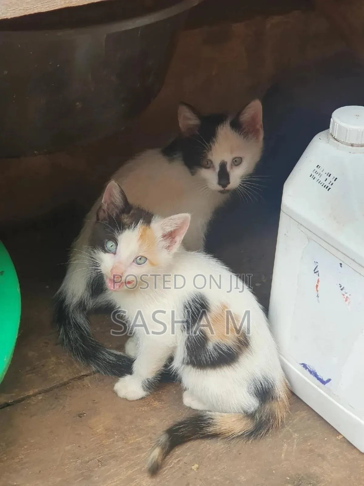 0-1 month Female Mixed Breed Exotic