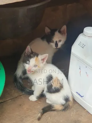 0-1 month Female Mixed Breed Exotic