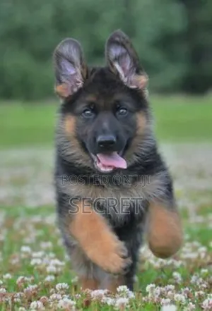 1-3 months Male Purebred German Shepherd