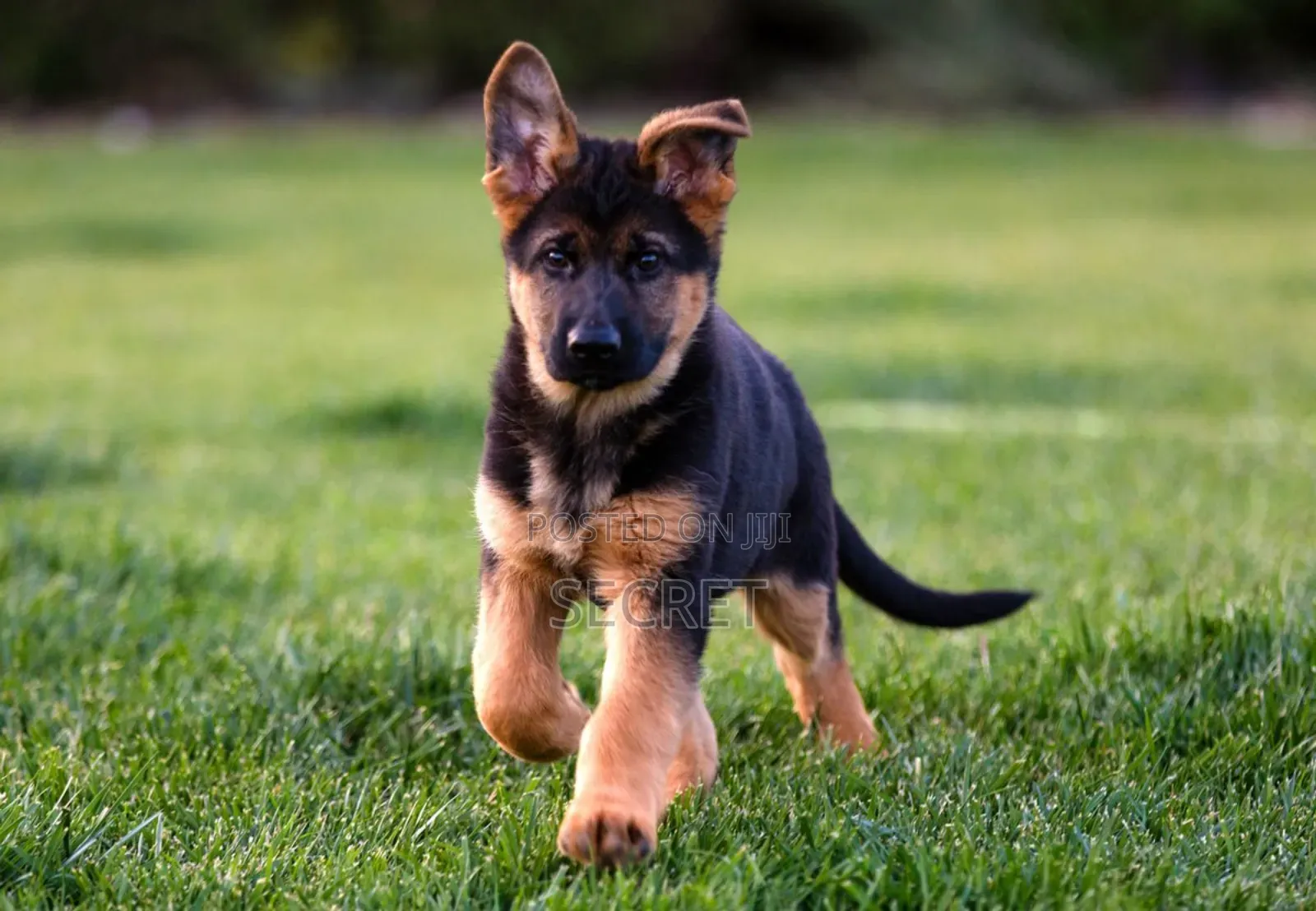 1-3 months Male Purebred German Shepherd