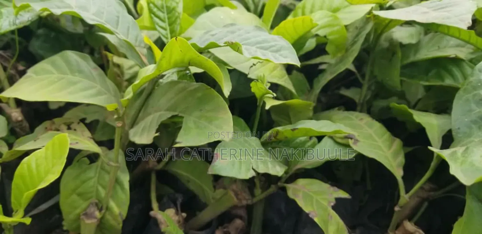 Coffee Seedlings and Cuttings