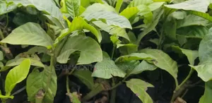 Coffee Seedlings and Cuttings