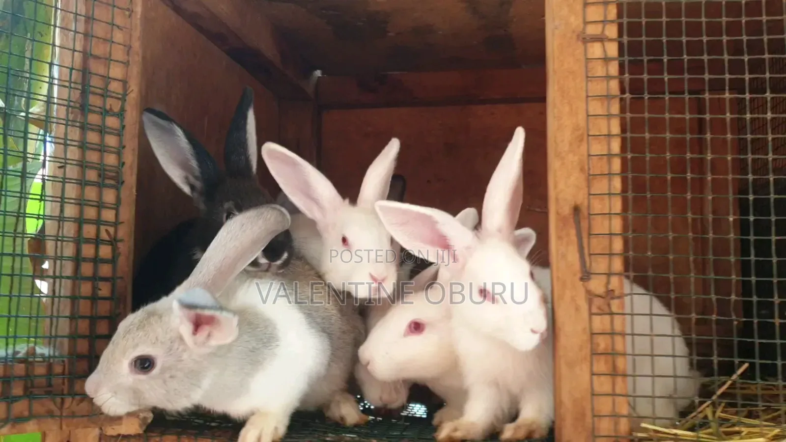 2 and Half Month Rabbits for Sale