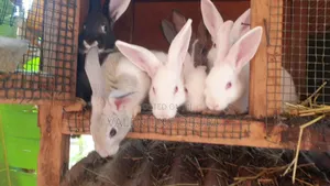 2 and Half Month Rabbits for Sale