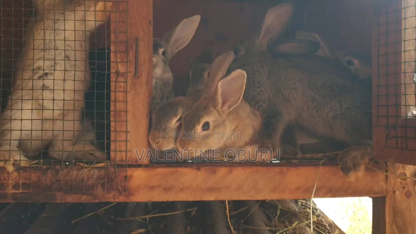 2 and Half Month Rabbits for Sale