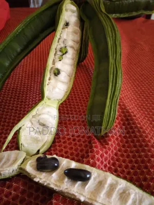 Ice Cream Bean