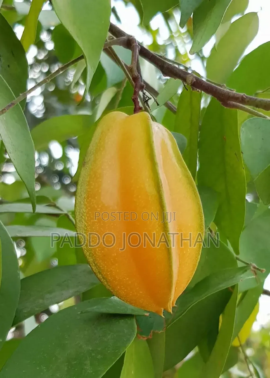 Starfruit Seedlings