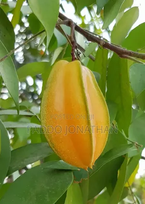 Starfruit Seedlings