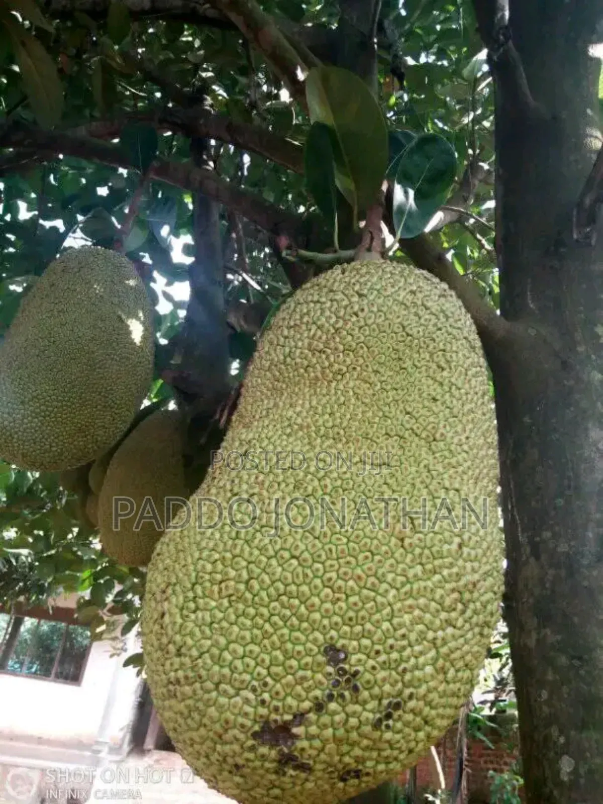 Jackfruit Seedlings