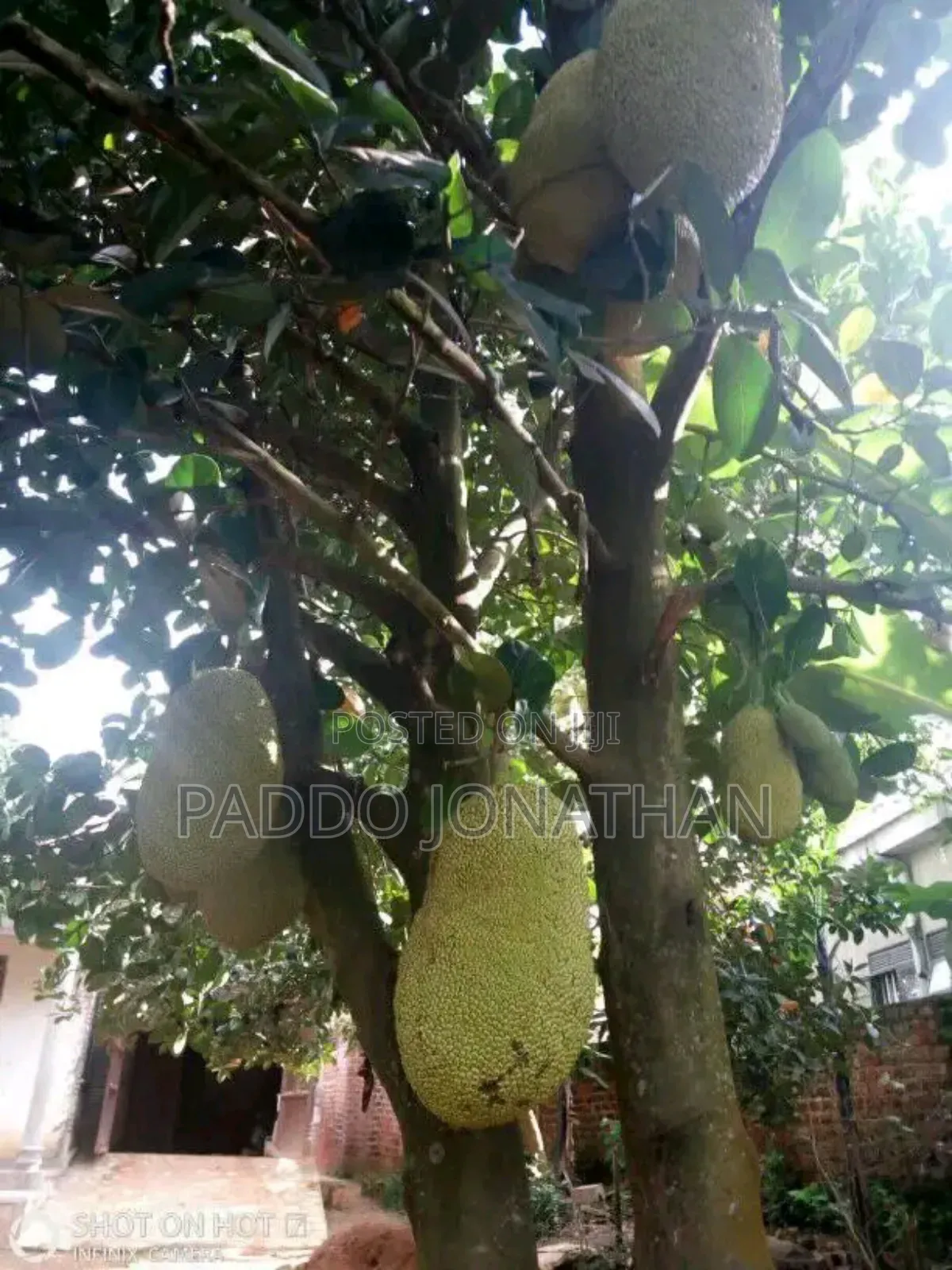 Jackfruit Seedlings