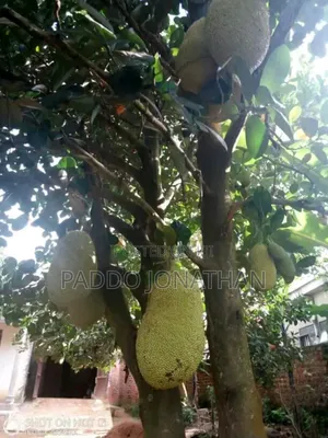 Jackfruit Seedlings