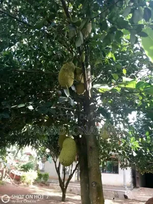 Jackfruit Seedlings