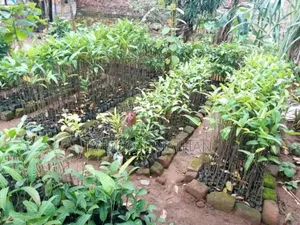 Jackfruit Seedlings
