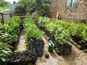 Jackfruit Seedlings
