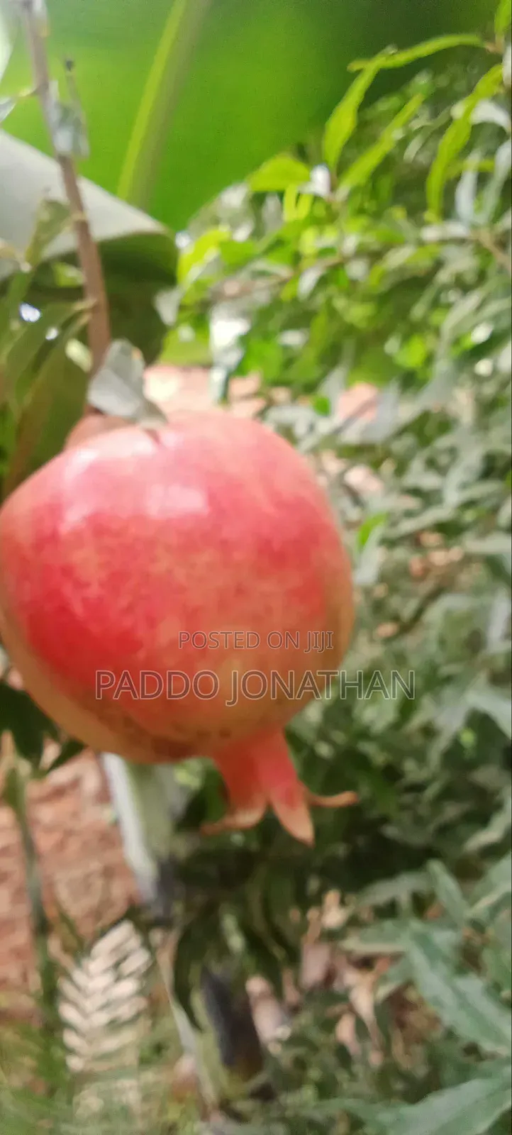 Pomegranate Seedlings