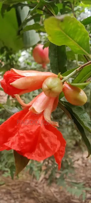 Pomegranate Seedlings