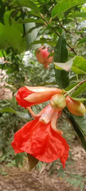 Pomegranate Seedlings