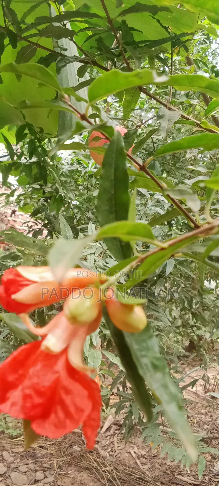 Pomegranate Seedlings
