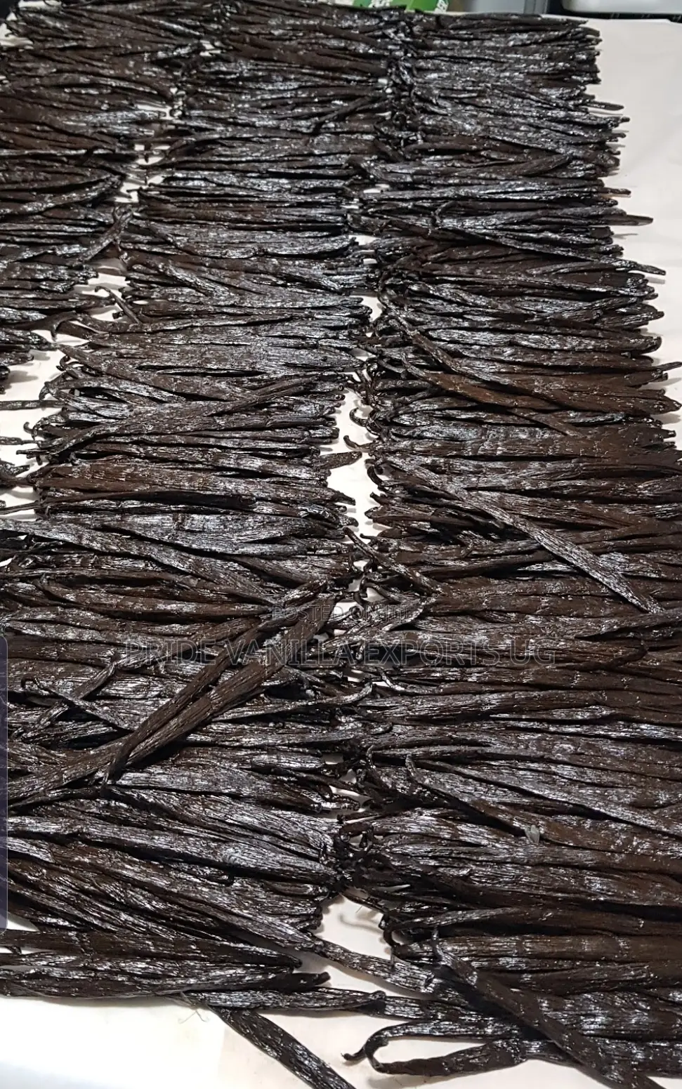 Vanilla Beans