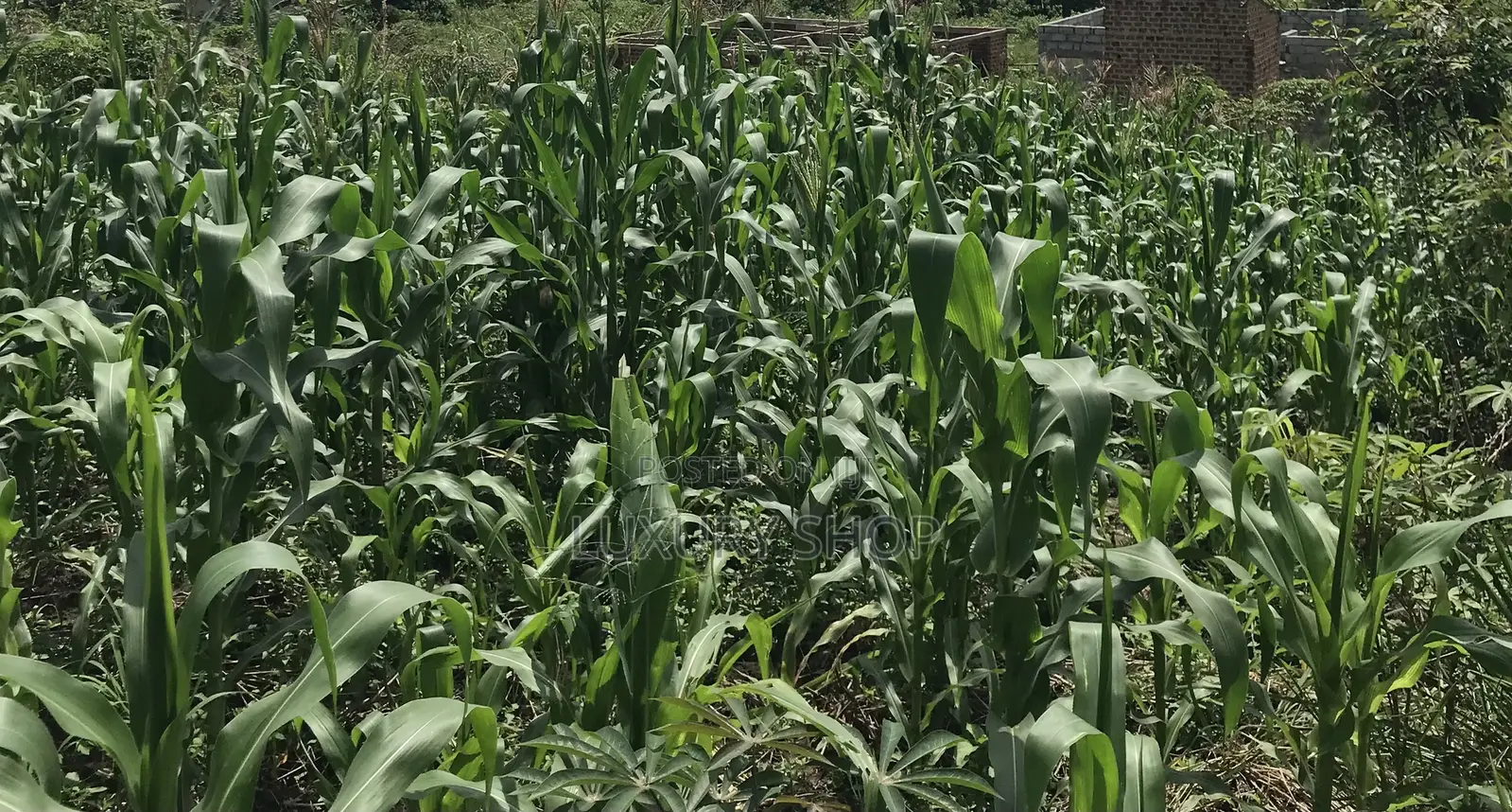 Land for Sale in Bujjuko