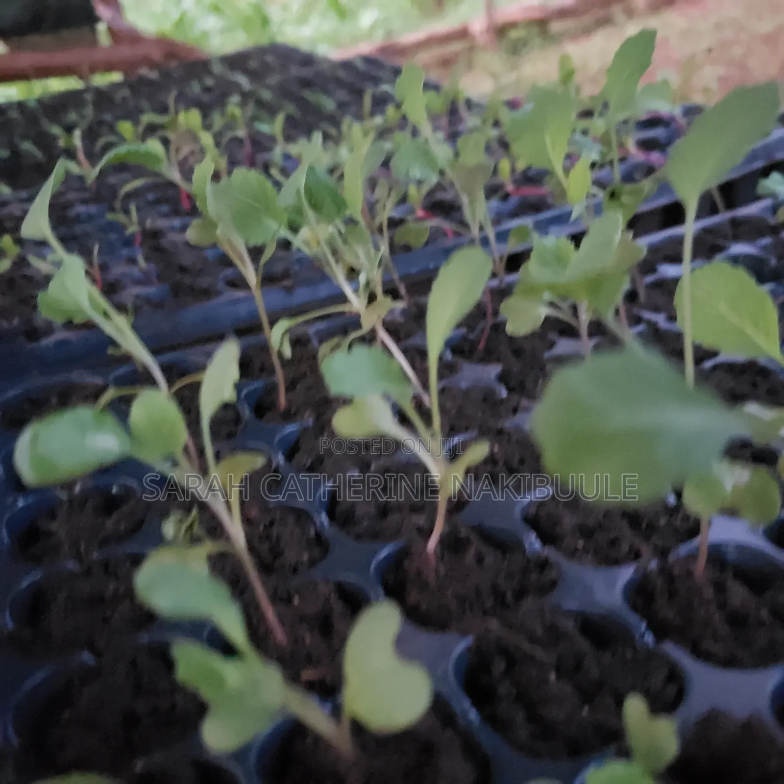 Vegetable Seedlings