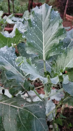 Vegetable Seedlings