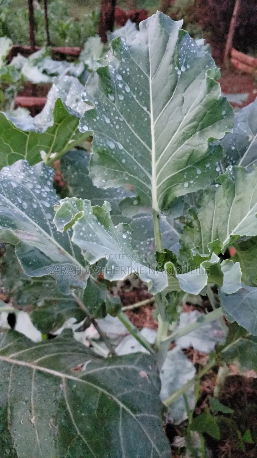 Vegetable Seedlings