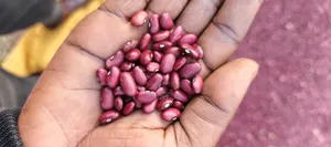 Beans for Sale