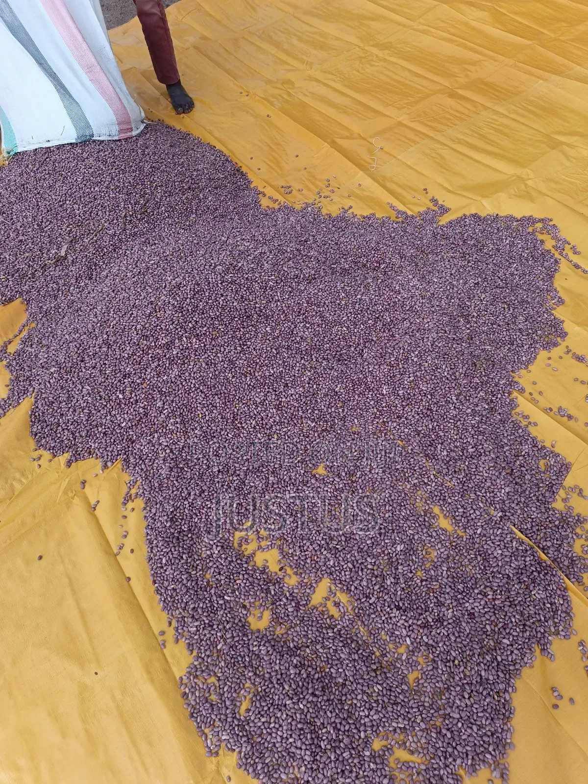 Beans for Sale