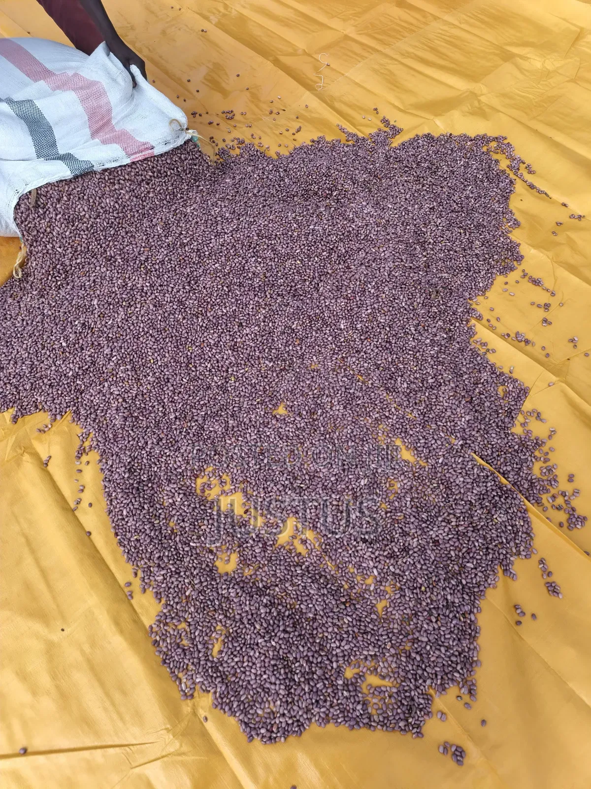 Beans for Sale