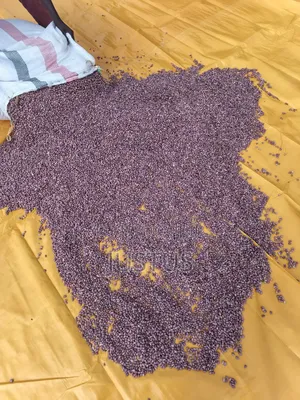 Beans for Sale