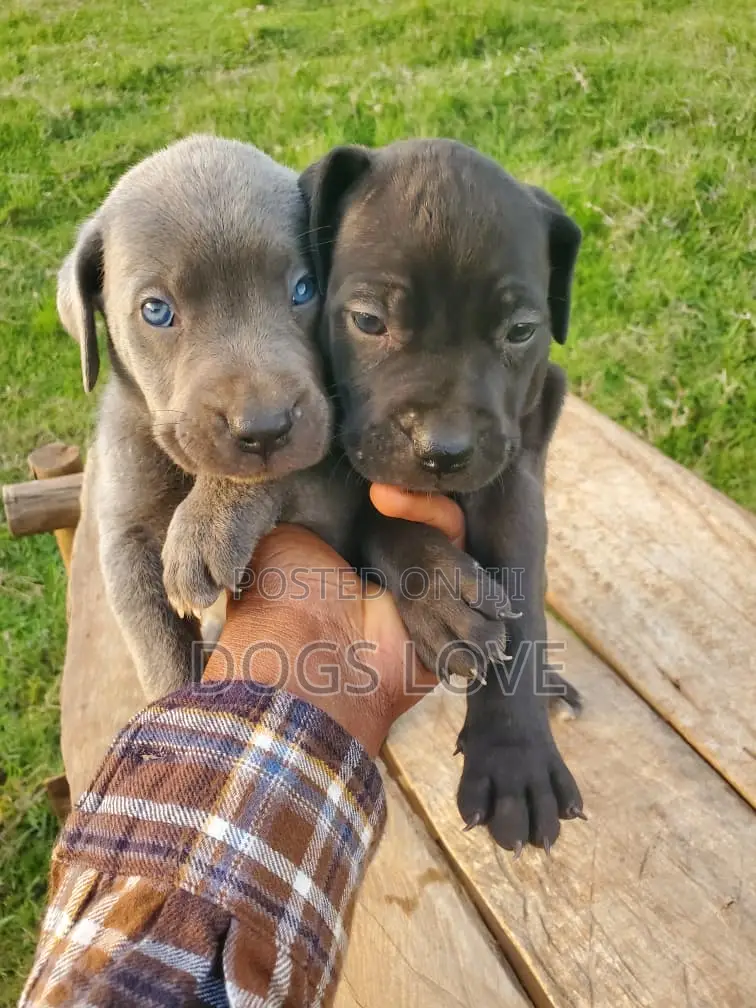 0-1 month Male Purebred Cane Corso