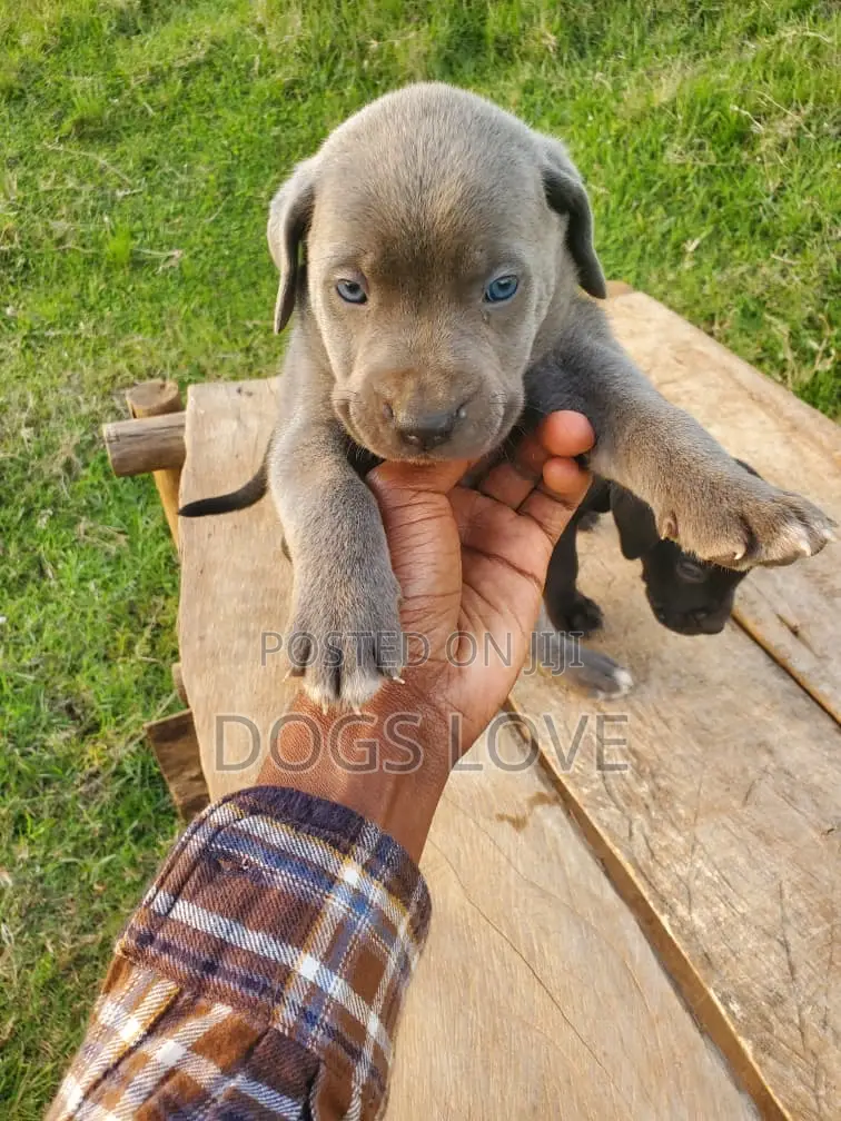 0-1 month Male Purebred Cane Corso