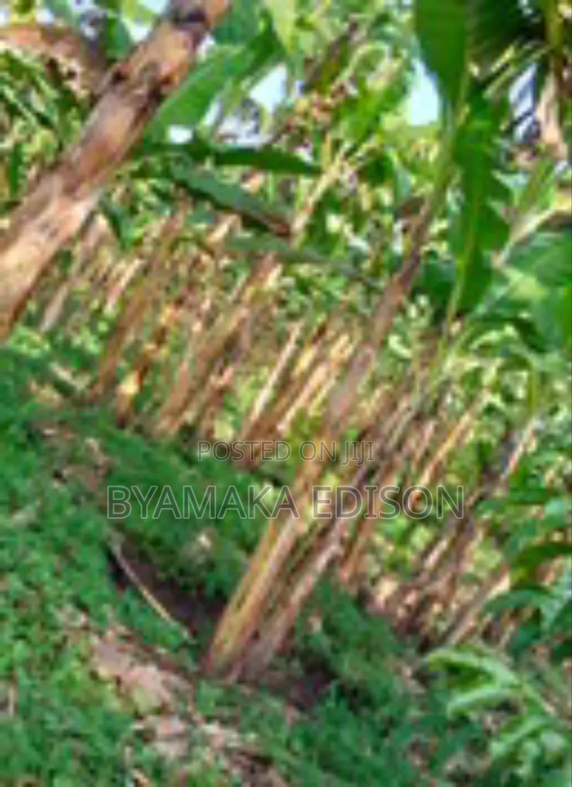 Fertile Land for Sale in Kiryandongo District in Mutunda Sub County