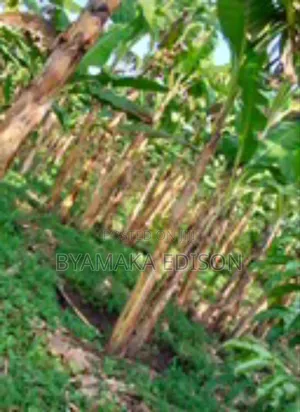 Fertile Land for Sale in Kiryandongo District in Mutunda Sub County