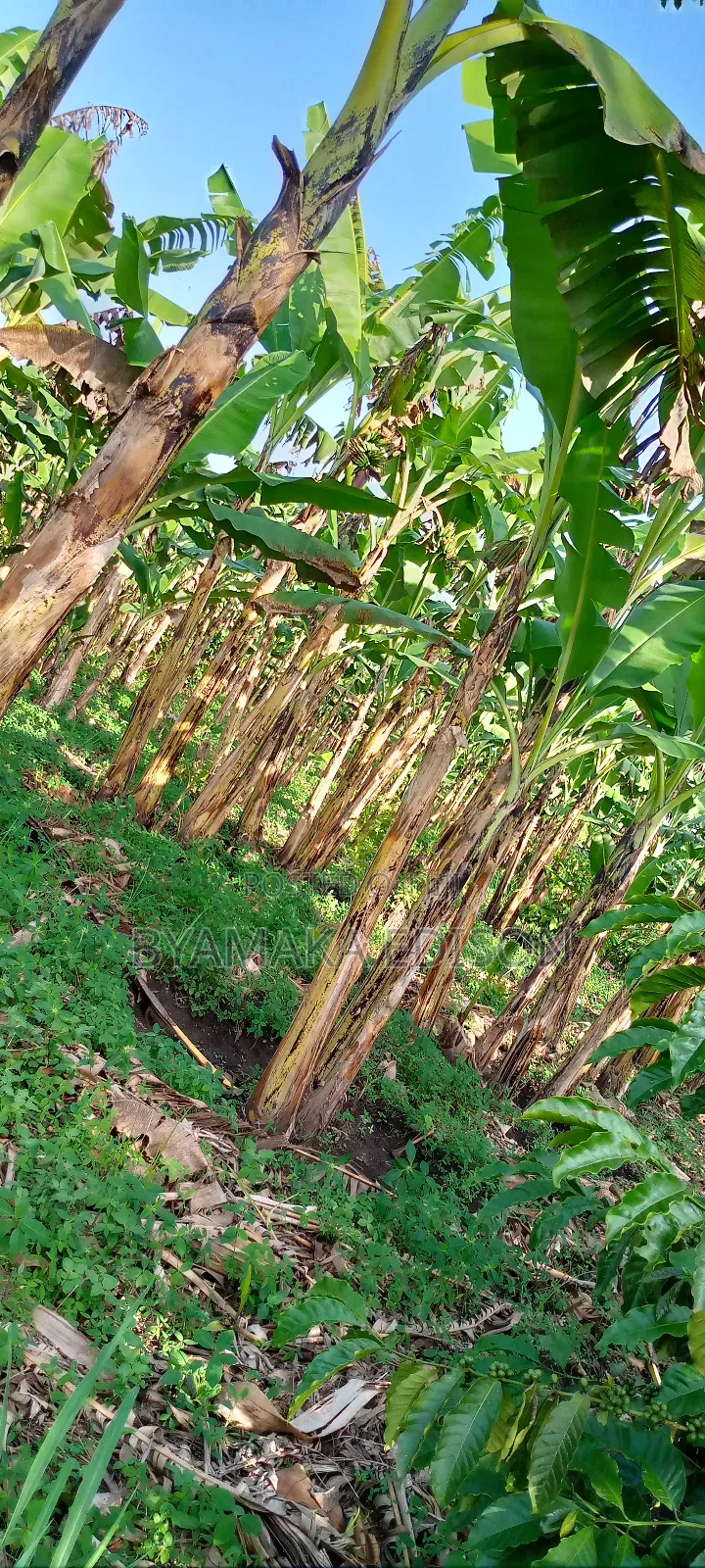 Fertile Land for Sale in Kiryandongo District in Mutunda Sub County