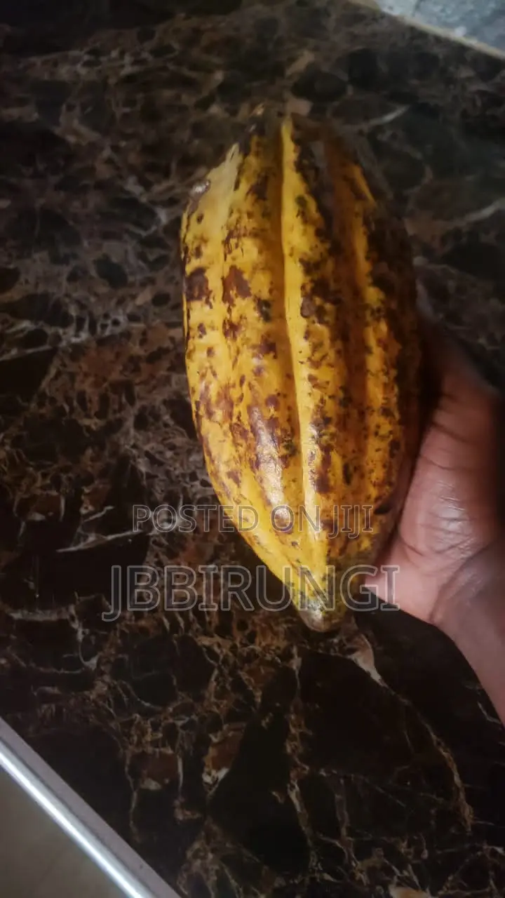 Cocoa for Sale ( Dry and Fresh)