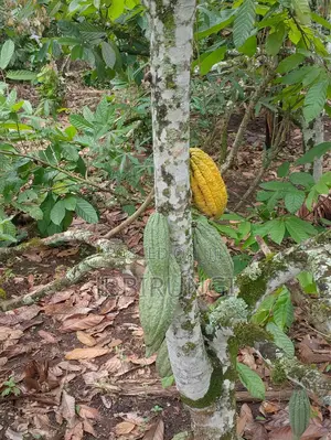 Cocoa for Sale ( Dry and Fresh)