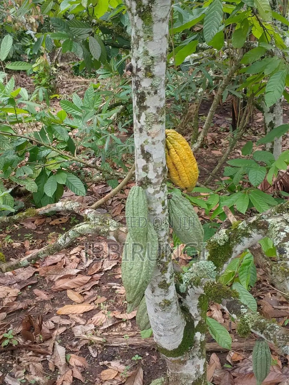 Cocoa for Sale ( Dry and Fresh)