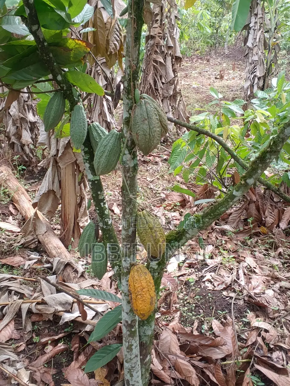 Cocoa for Sale ( Dry and Fresh)