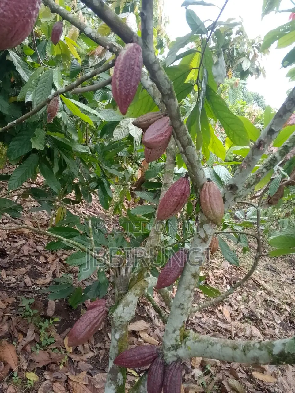 Cocoa for Sale ( Dry and Fresh)