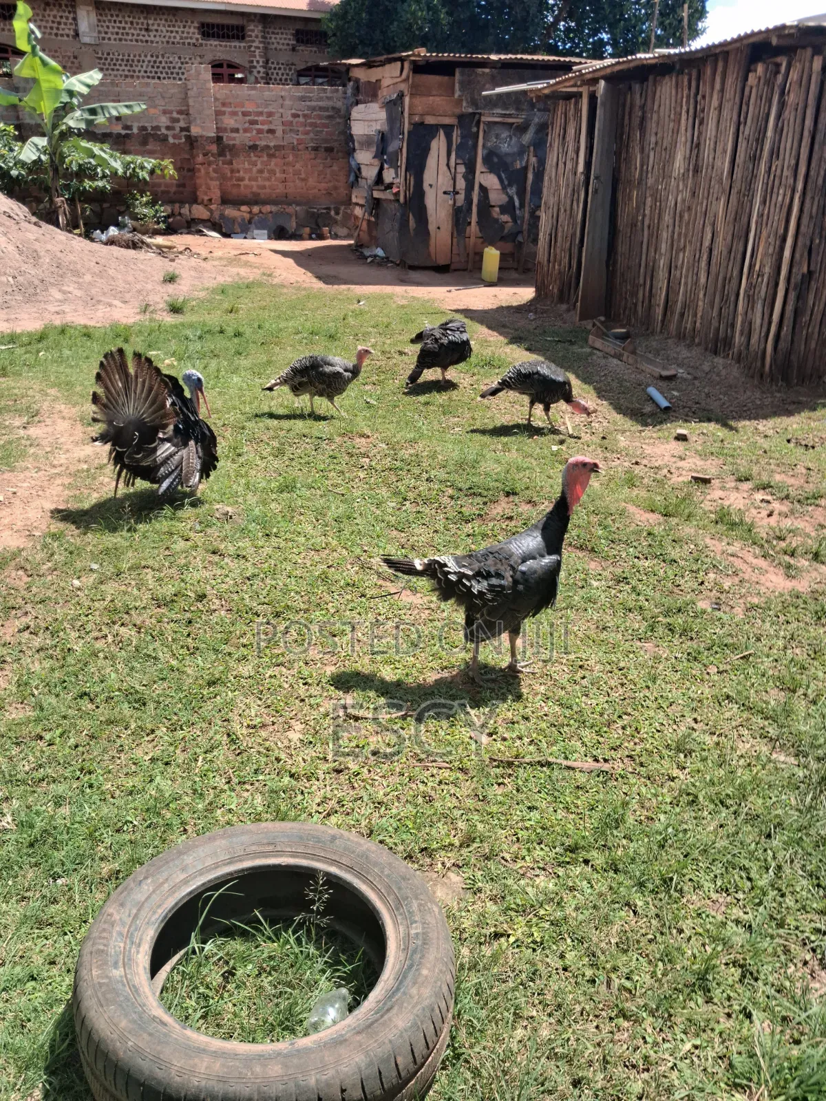 Local Turkey