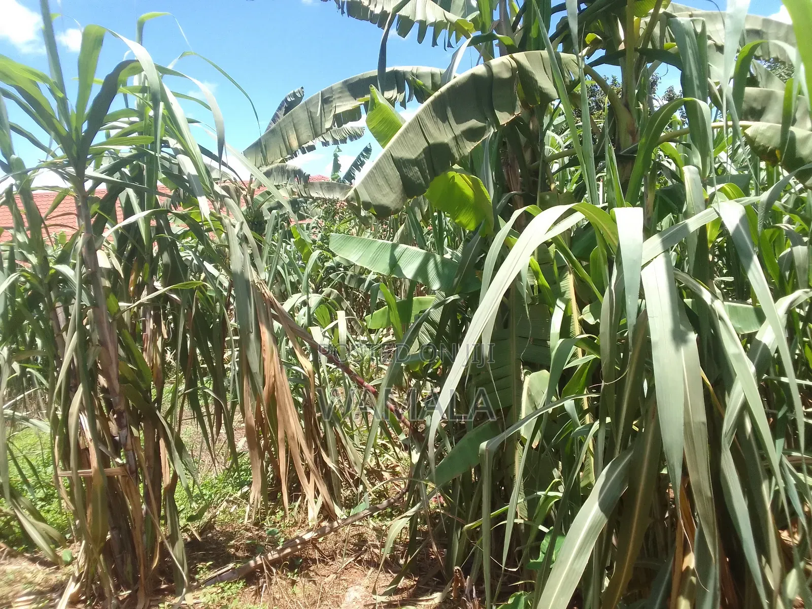 Commercial Plot in Lugala for Sale