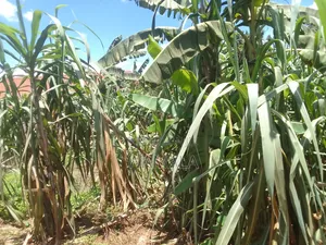 Commercial Plot in Lugala for Sale