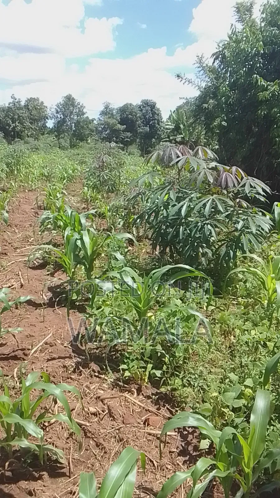 Land for Sale