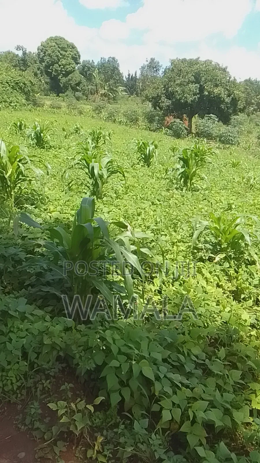 Land for Sale