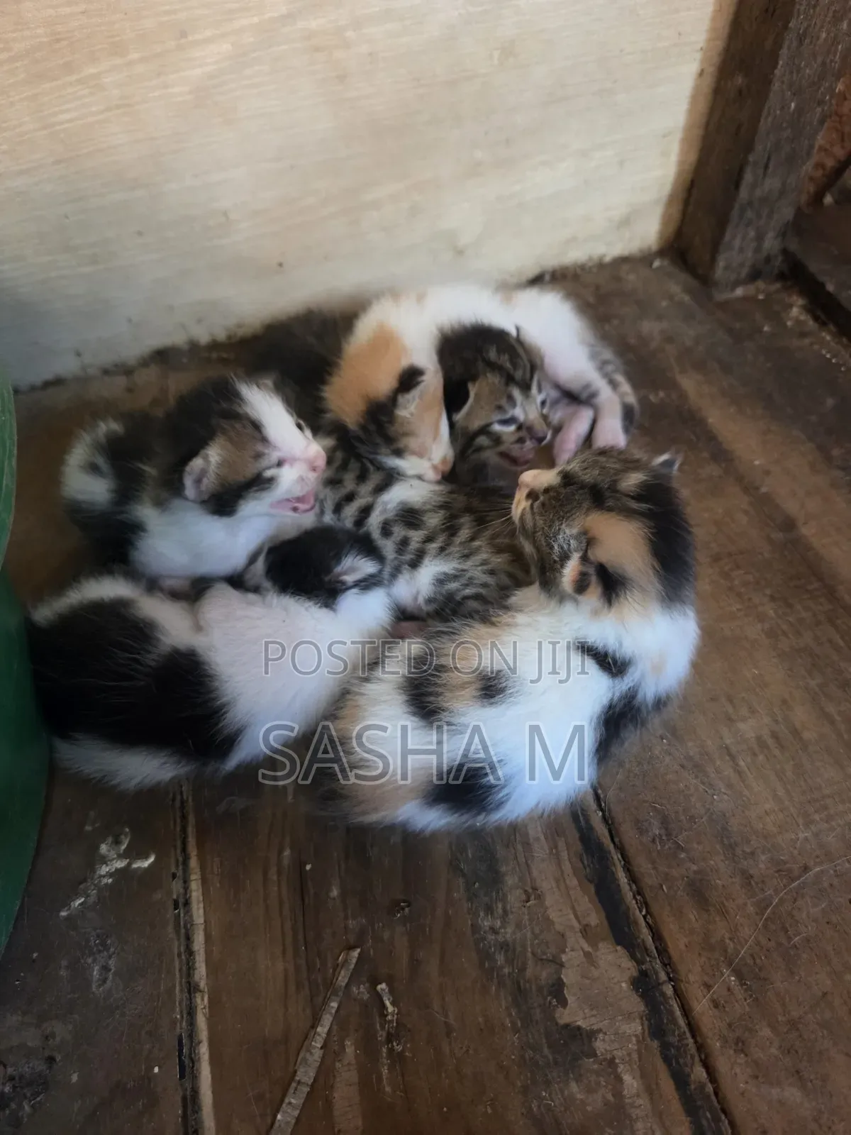 1-3 months Female Mixed Breed Exotic