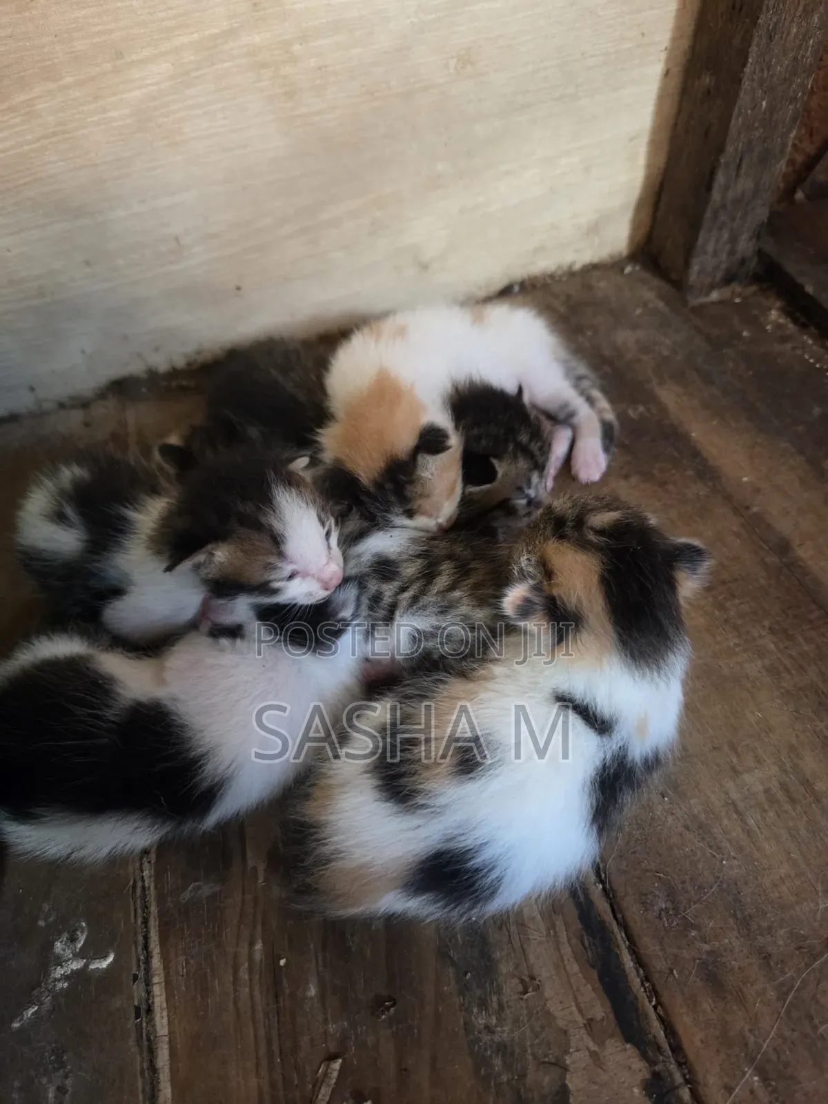 1-3 months Female Mixed Breed Exotic