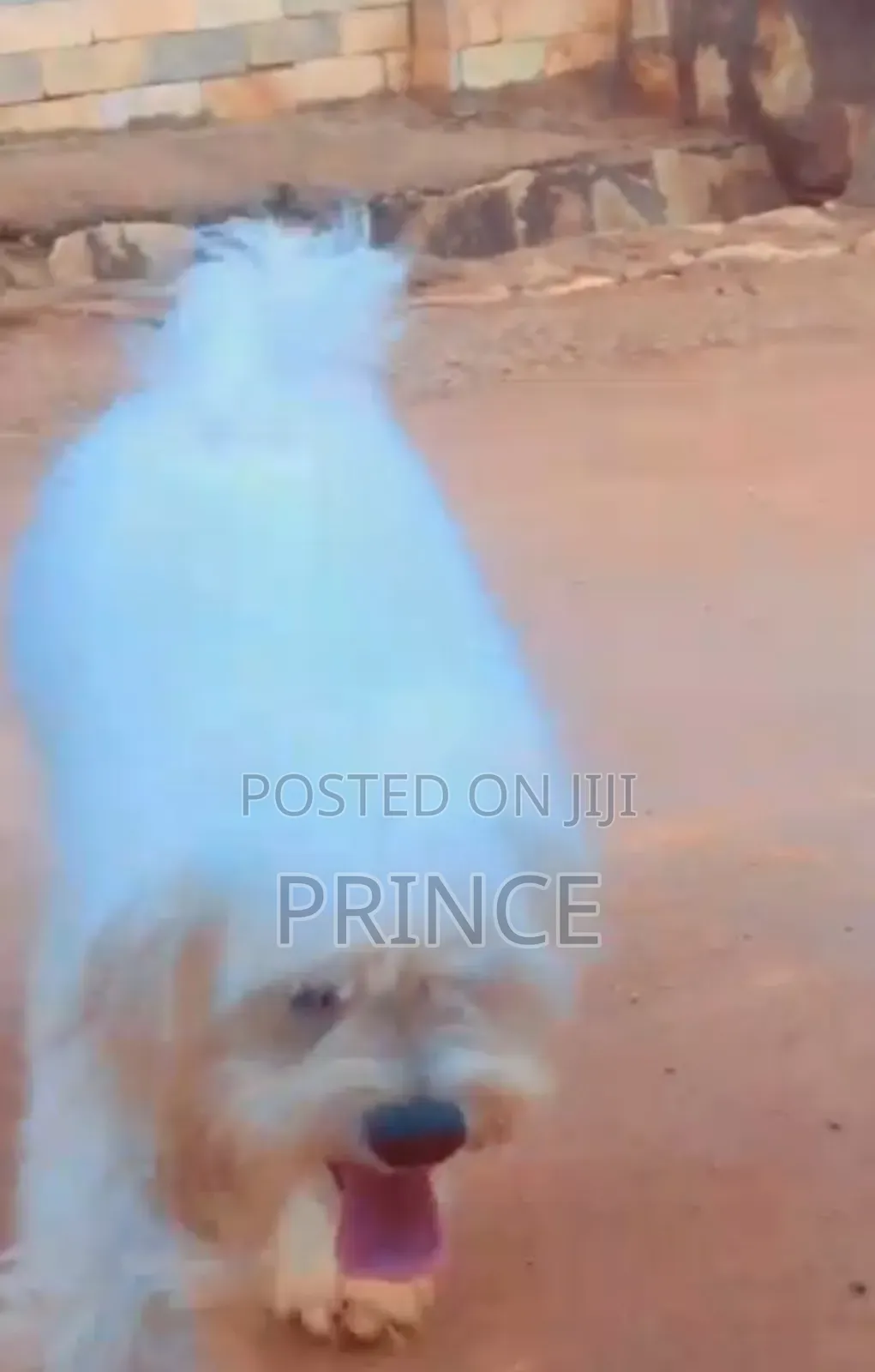 1+ year Male Purebred West Highland White Terrier